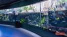 aquarium119b