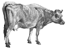 big_cow