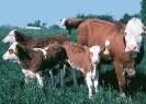 cows_and_calves