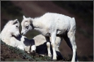 Dall_Sheep_Lambs