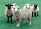sheep_1