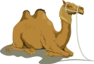 camel_1