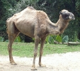 Camel_in_Singapore_Zoo