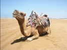 camel_picture