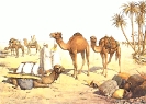 camel_travel