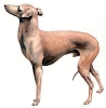 Italian_Greyhound