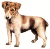 Jack_Russell