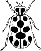 13_spotted_lady_bug