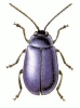 Alder_Leaf_Beetle