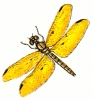 amber_wing_male