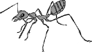 ant_large_BW