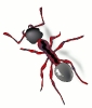 ant_red_stylized