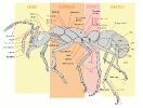 ant_worker_full_page