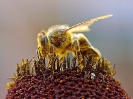 Bee_Collecting_Pollen