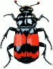 big_beetle