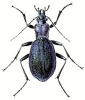 Blue_Ground_Beetle