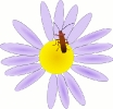 bug_on_a_flower