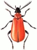 Cardinal_Beetle