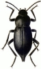 Cellar_Beetle