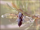Cicada_with_wings_spread