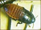 Cockroach_(Madagascar_Hissing)