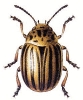 Colorado_Beetle