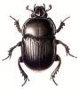 Dor_Beetle