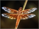 Flame_skimmer_dragonfly
