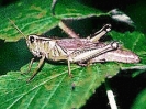 Grasshopper_4