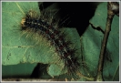 Gypsy_Moth_Caterpillar