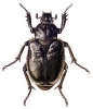 Hermit_Beetle