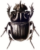 Horned_Dung_Beetle
