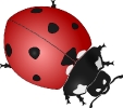 ladybug_large