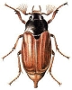 May_Beetle