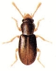 Myrmechixenus