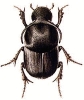 Onthophagus