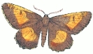 orange_moth__Angorona_prunaria