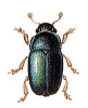 Pollen_Beetle