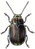Rainbow_Leaf_Beetle