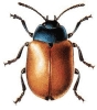 Red_Poplar_Leaf_Beetle