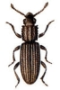 Saw-toothed_Grain_Beetle