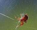 spider_in_web_2