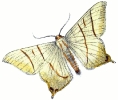 swallow_tailed_moth__Ouraptern_sambucaria