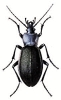 Violet_Ground_Beetle
