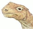 Abrosaurus_head