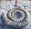 ammonite_2