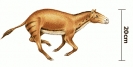 Eohippus__tiny_horse_ancestor