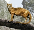 Proailurus__common_cat_ancestor