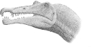 Spinosaurus_skull