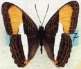 Brushfooted Butterfly